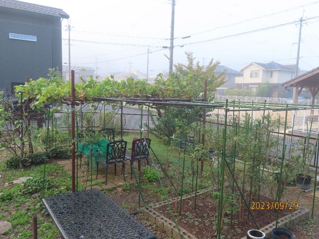 霧が晴れて来た