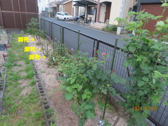 バラ花壇