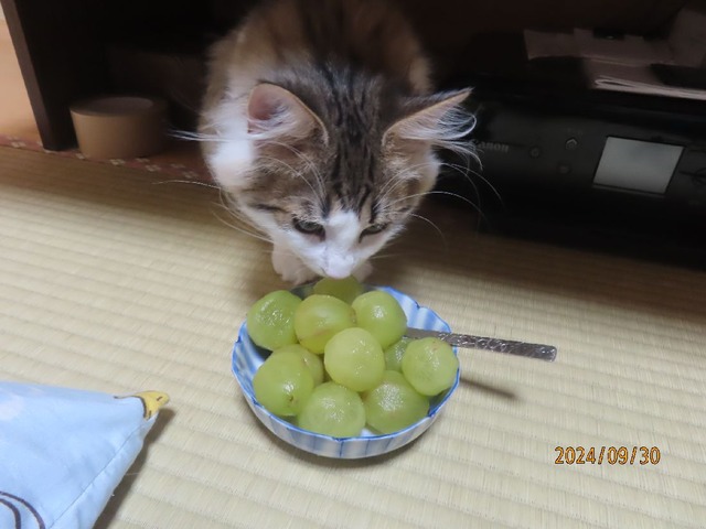 ブログ更新ブドウ