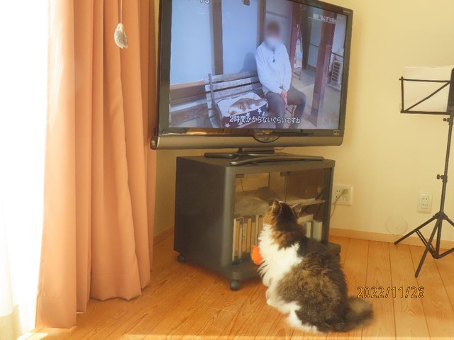 猫寺②