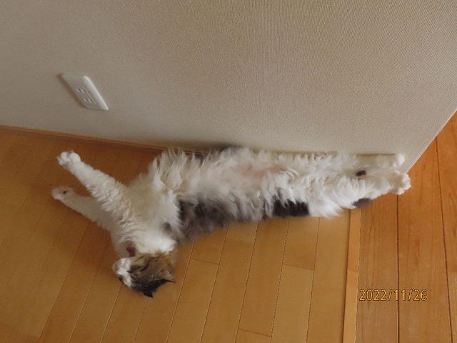 のんびり②