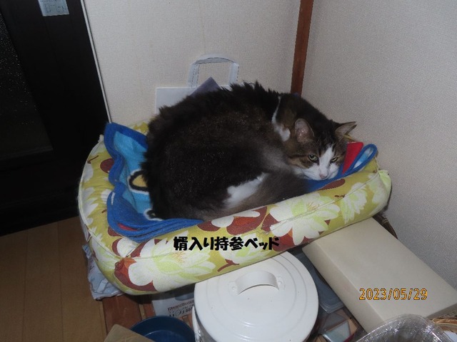 キッチンベッド
