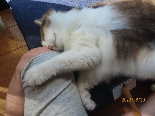 ブラッシング②