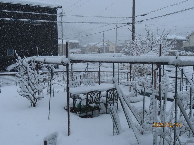 朝庭雪