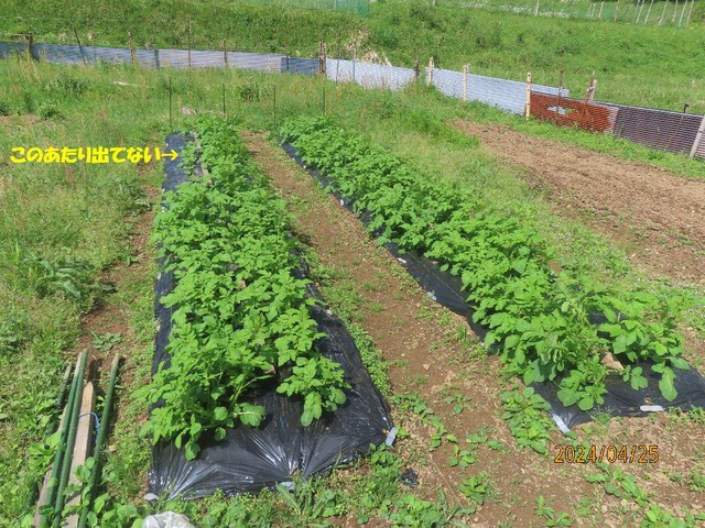 ジャガイモ発芽状況