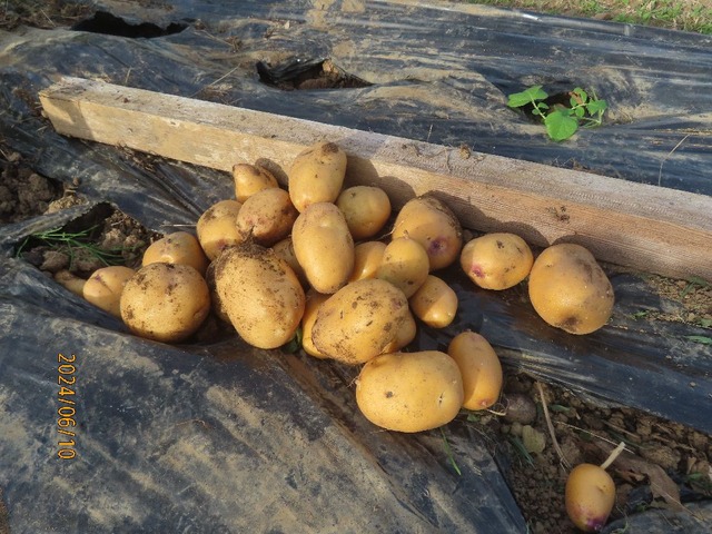 じゃが芋収獲