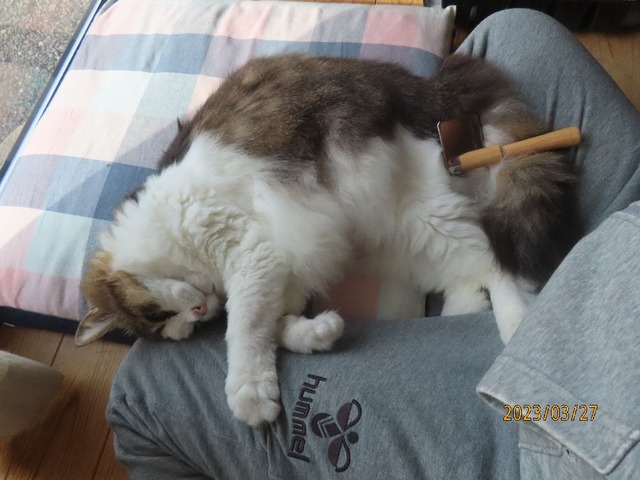 ブラッシング③