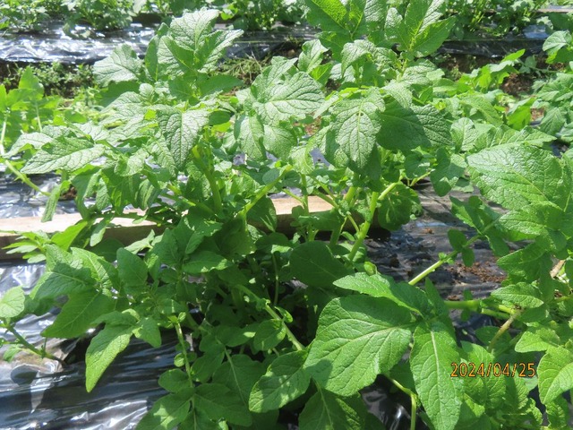 細い芽がたくさん