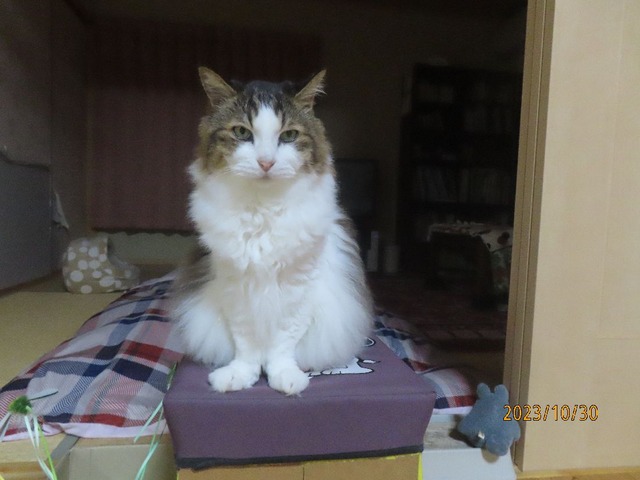 六時四十分スツール