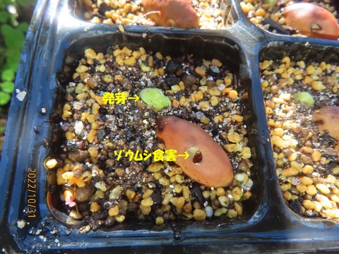 虫食いソラマメ