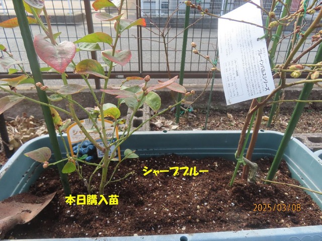 シャープブルー