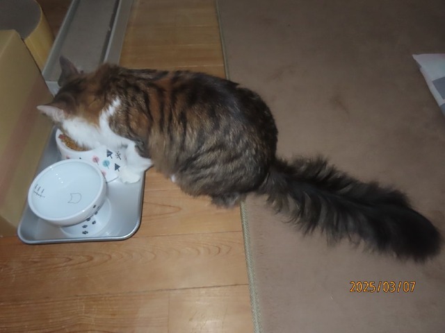 アサゴハン