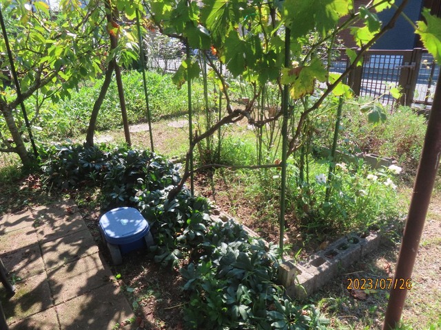 ちよっと草引き