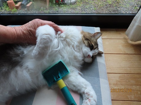 ブラッシング②