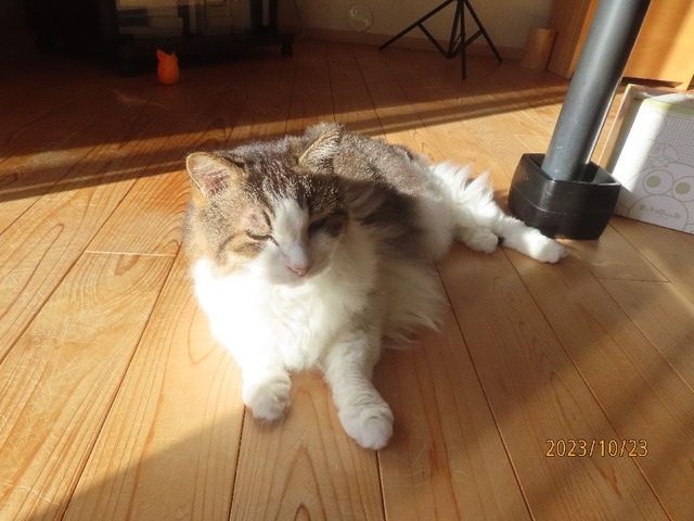 ふう「むにむに」