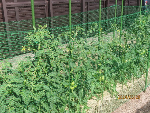 トマトネット②