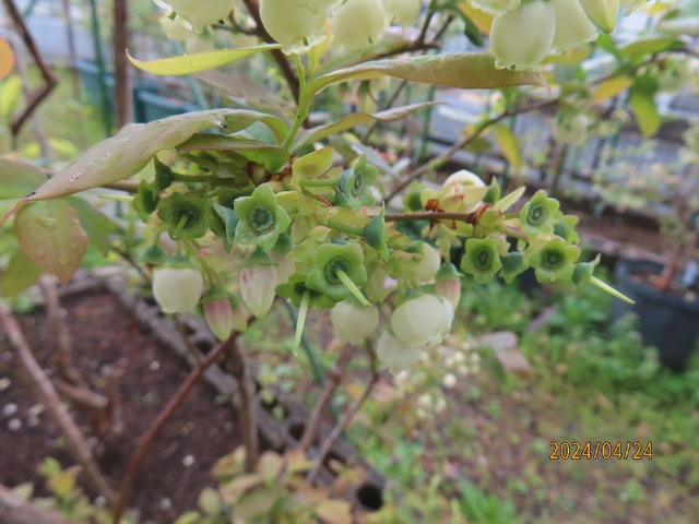 スパルタン幼果