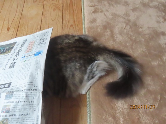 新聞