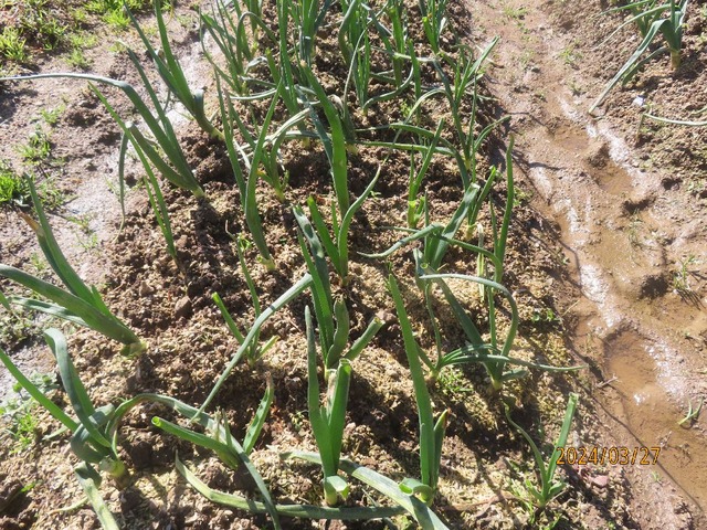 イトコタマネギ②