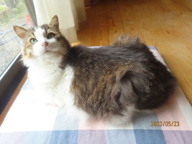 ふう「エラいでしょ」