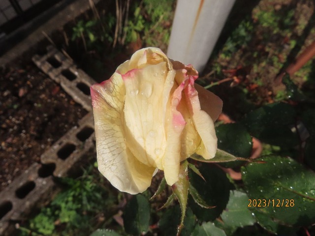 ホワイトクリスマス