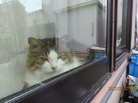 窓辺にふうちゃん