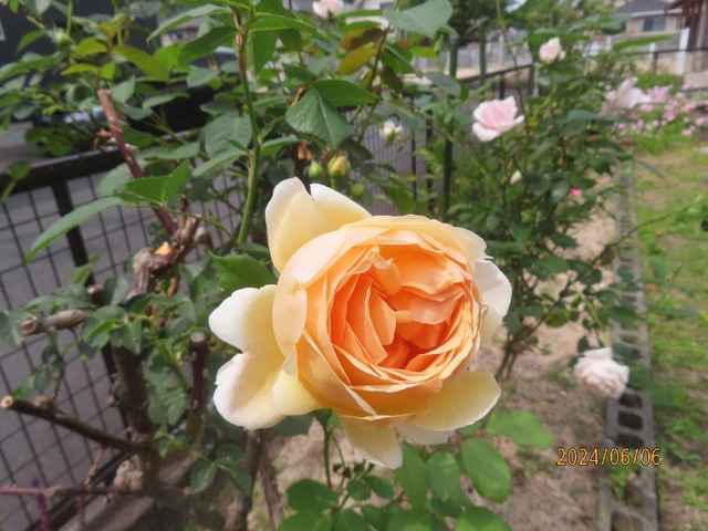 ジュードディオブスキュア