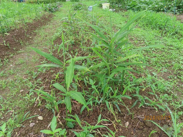 ショウガ畝草