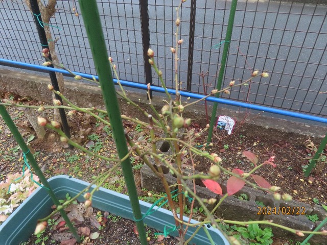 シャープブルー