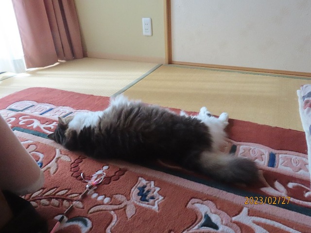 和室へ来ました