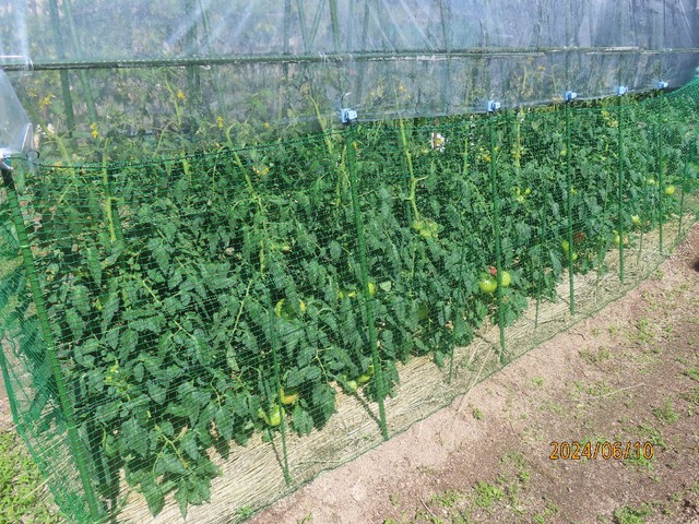 トマトチェック