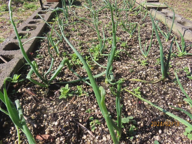 タマネギ草引き