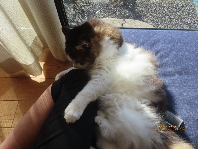 ブラッシング⑤