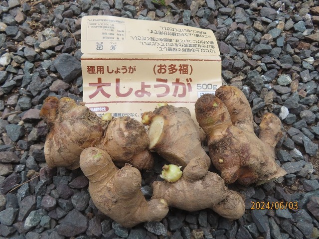 お多福ショウガ