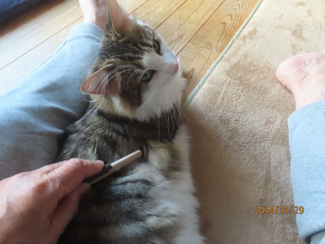 ブラッシング②