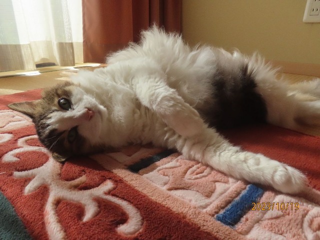 出かけて来るヨ