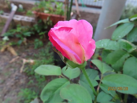 ダブルデライト