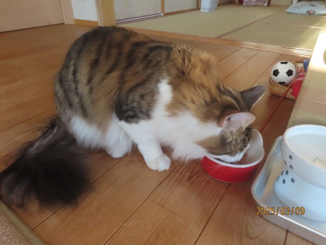 晩ゴハン
