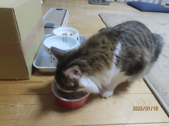 晩ゴハンたま伝