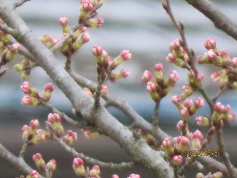公園サクラ