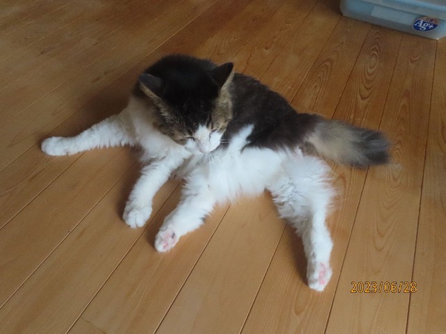 帰宅②ペロペロ