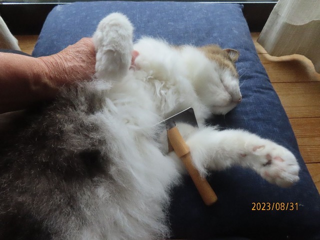 ブラッシング②