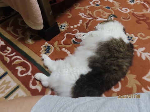 夜もココでころりん