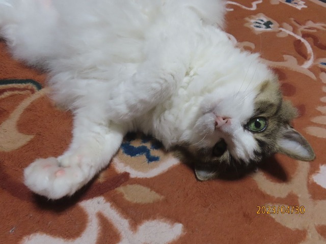 ころりん③