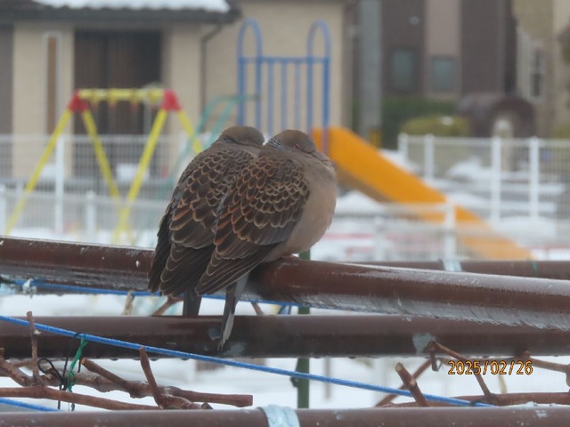 キジバト
