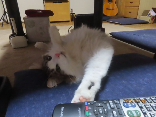 食後TV