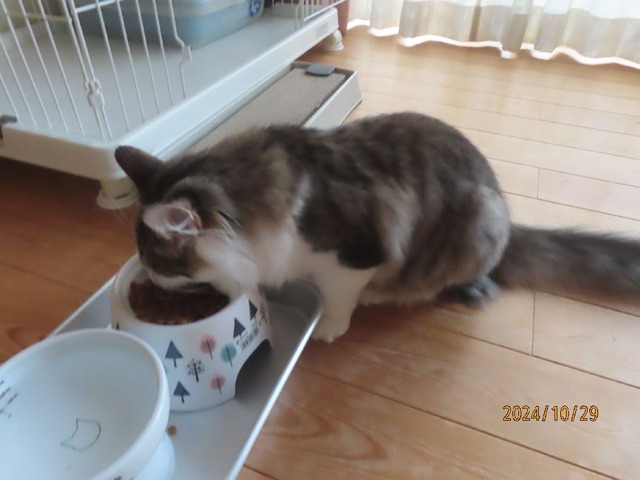 朝ゴハン六時半