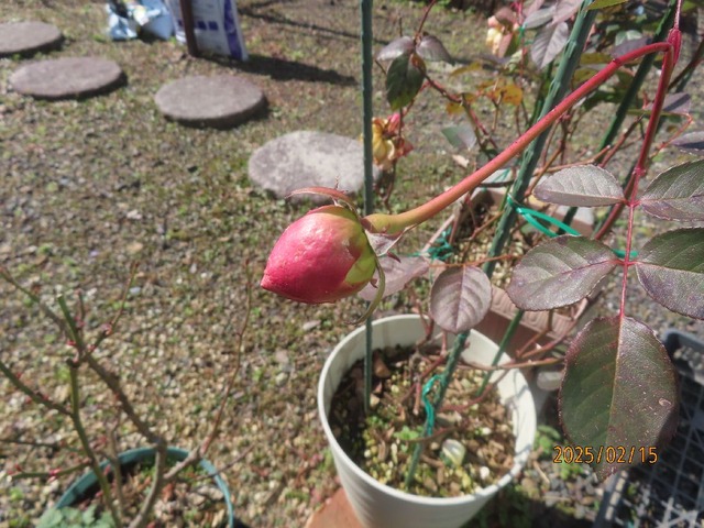 バラ蕾