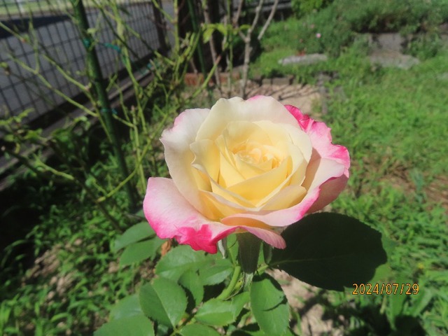 ダブルデライト