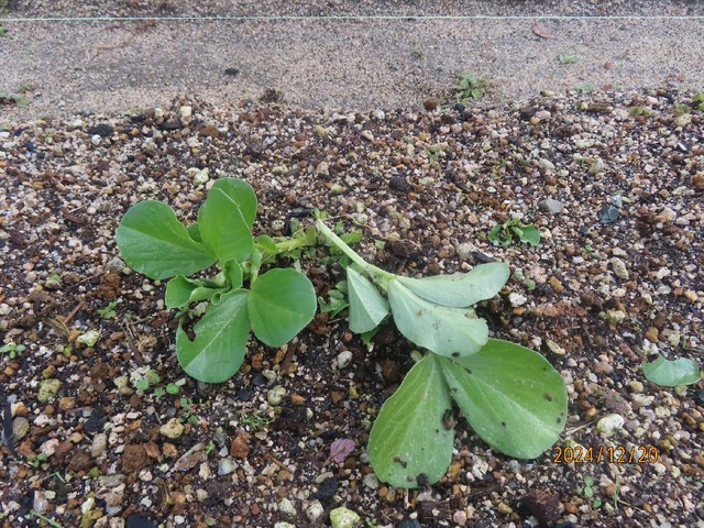 朝虫食いソラマメ
